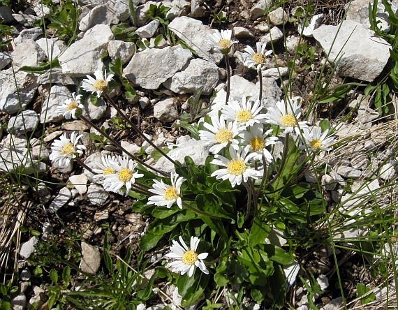 Aster bellidiastrum